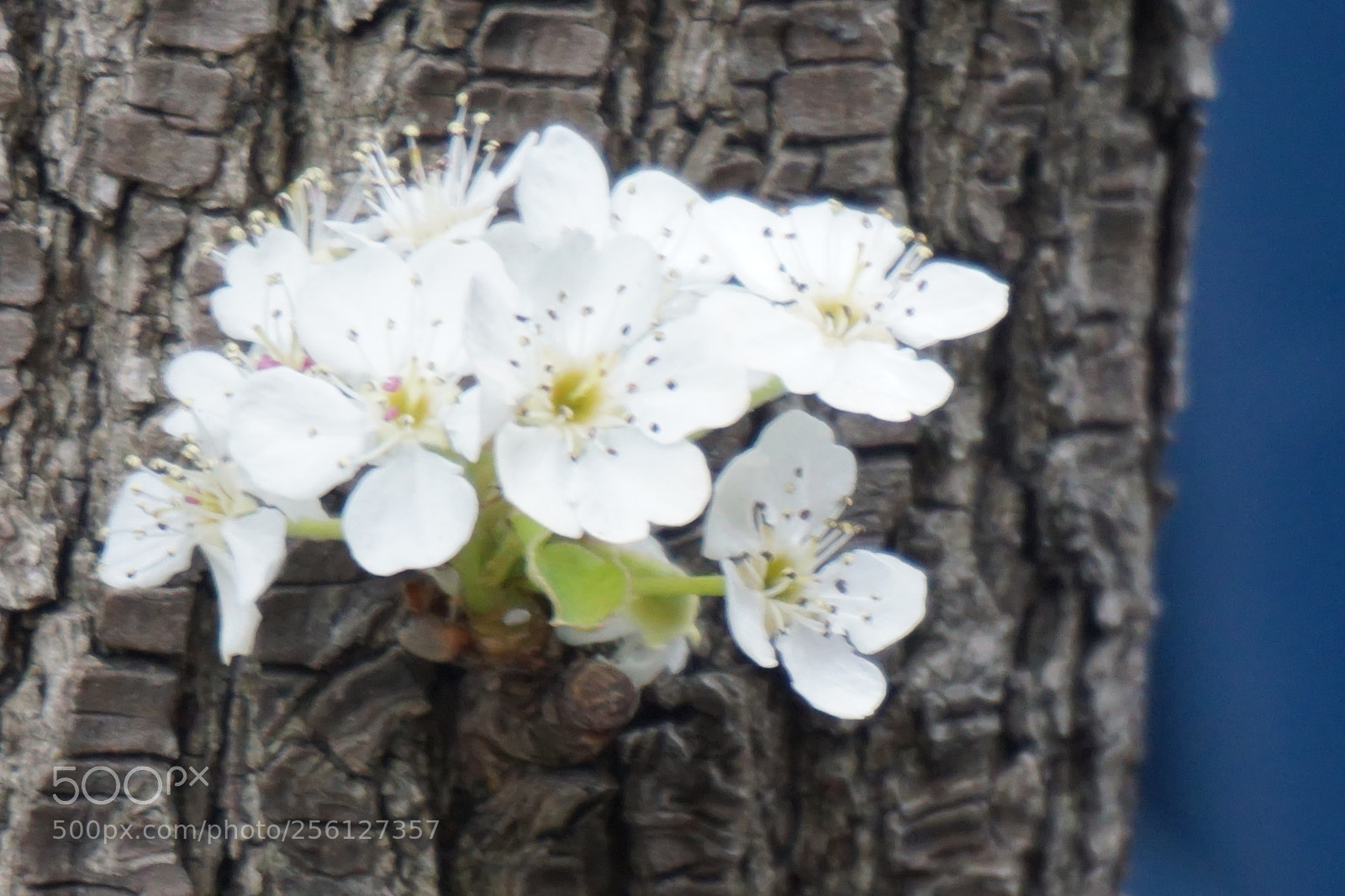 Sony a6000 sample photo. Flower photography