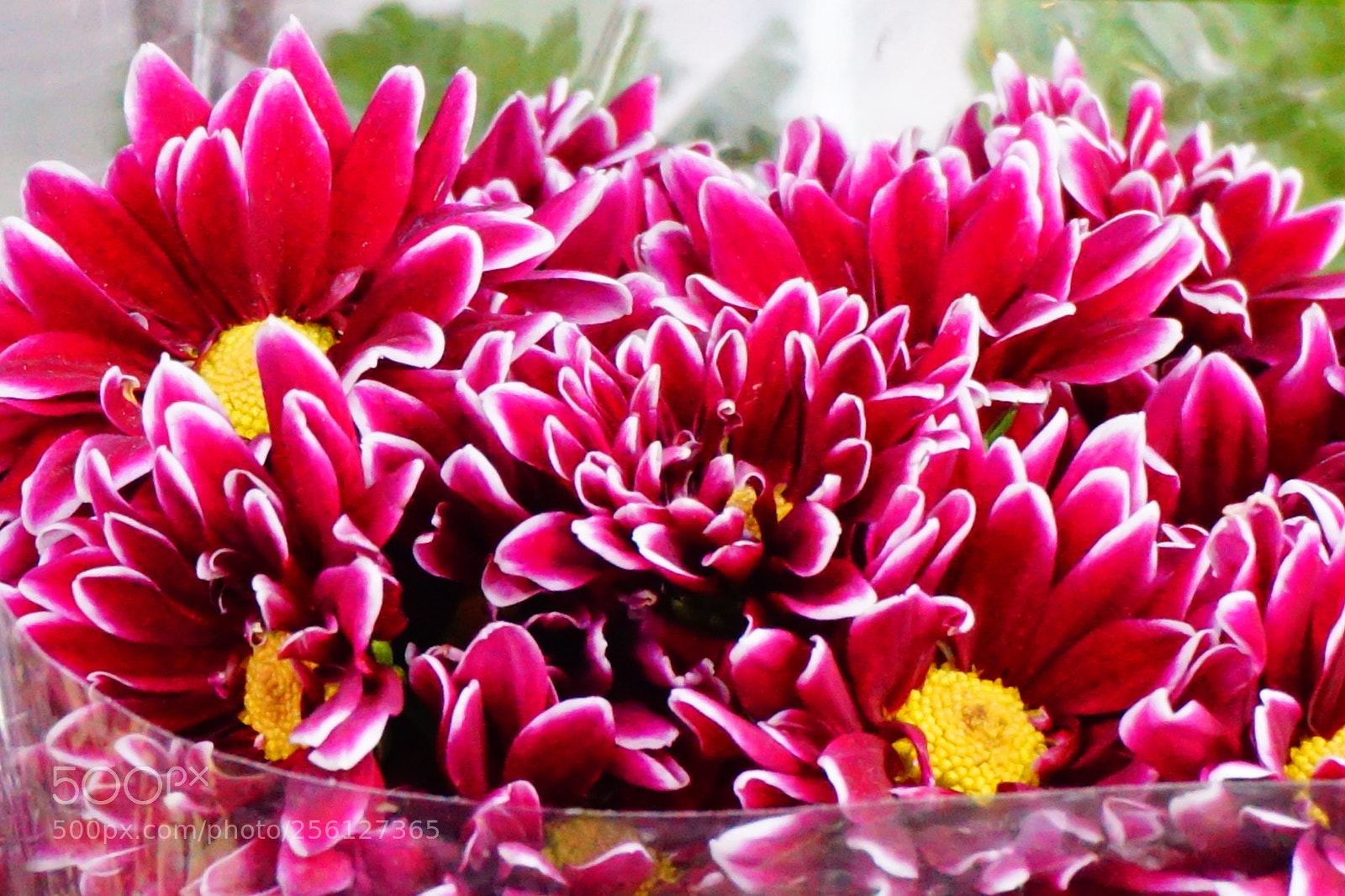 Sony a6000 sample photo. Flower photography