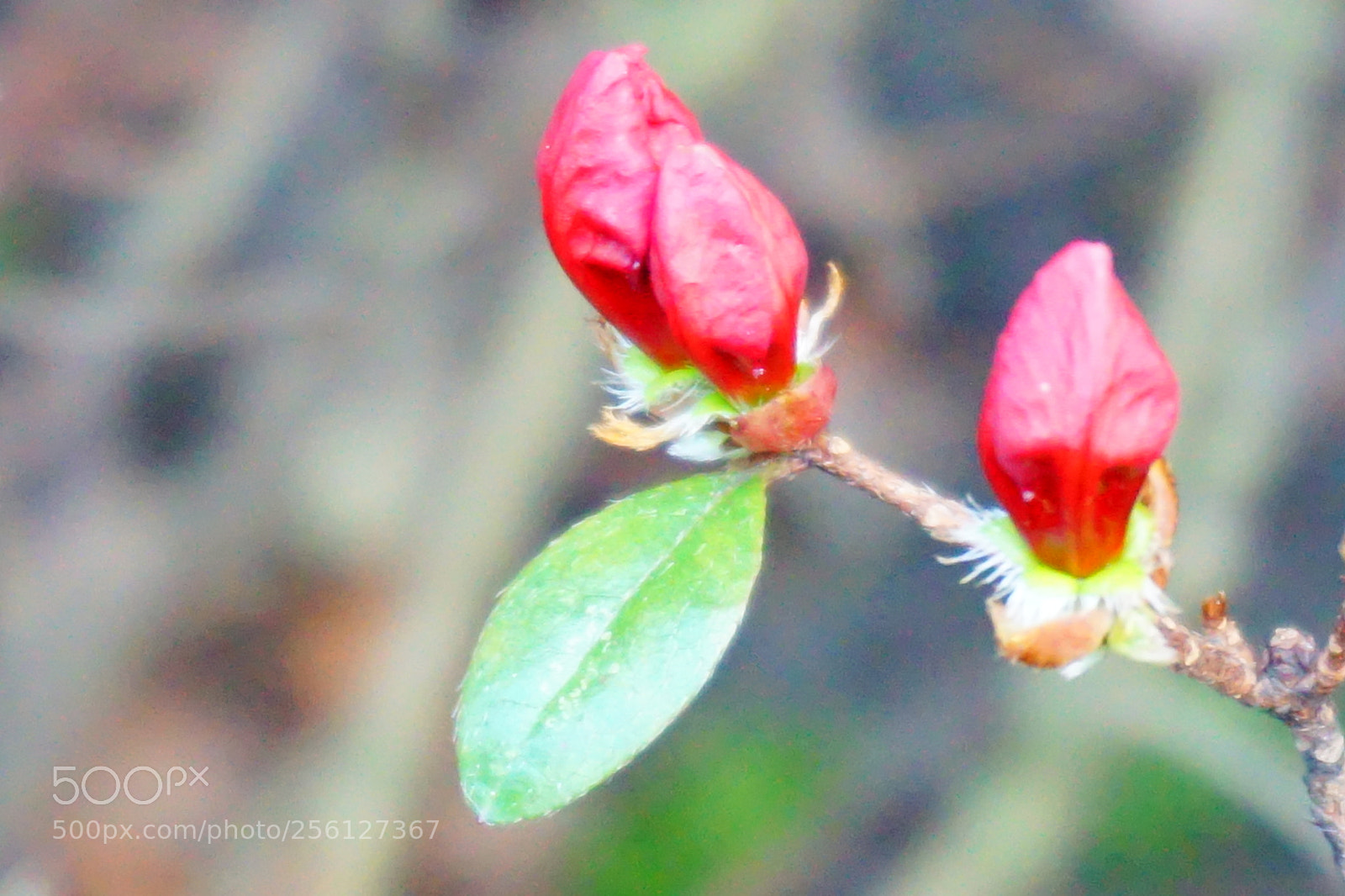 Sony a6000 sample photo. Flower photography