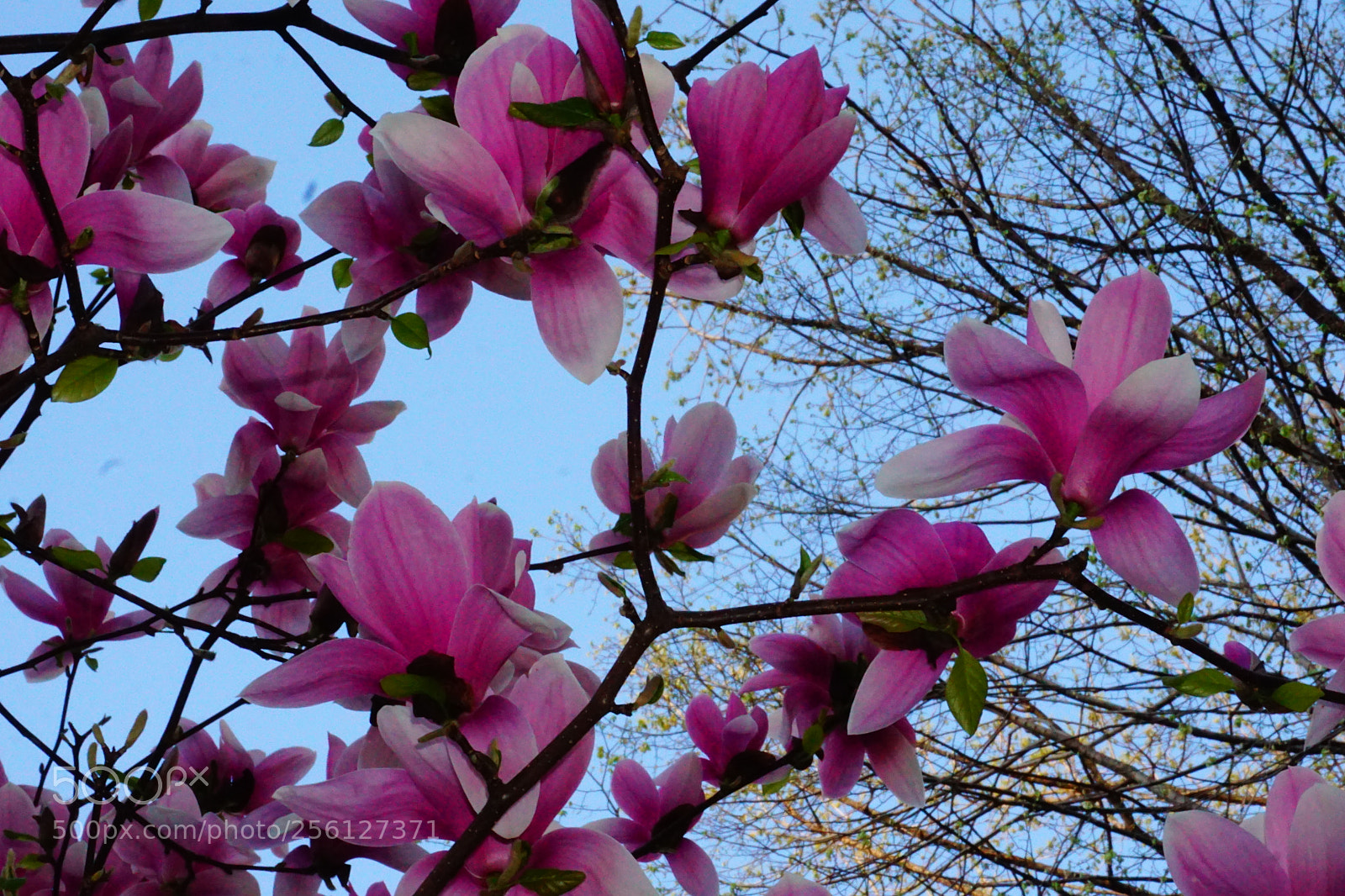 Sony a6000 sample photo. Flower photography
