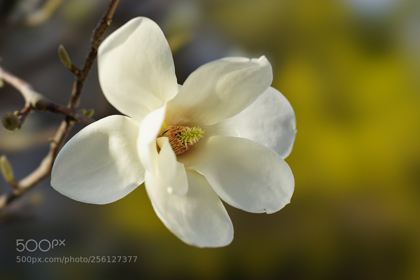 Sony a7 II sample photo. 玉兰清雅 photography