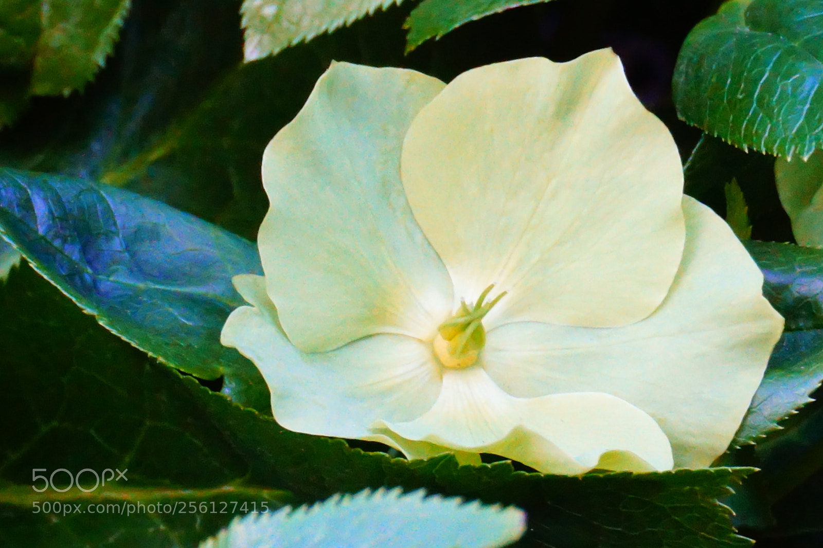 Sony a6000 sample photo. Flower photography