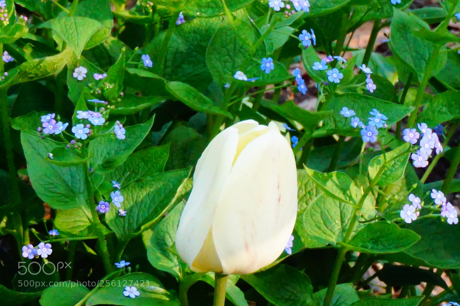 Sony a6000 sample photo. Flower photography