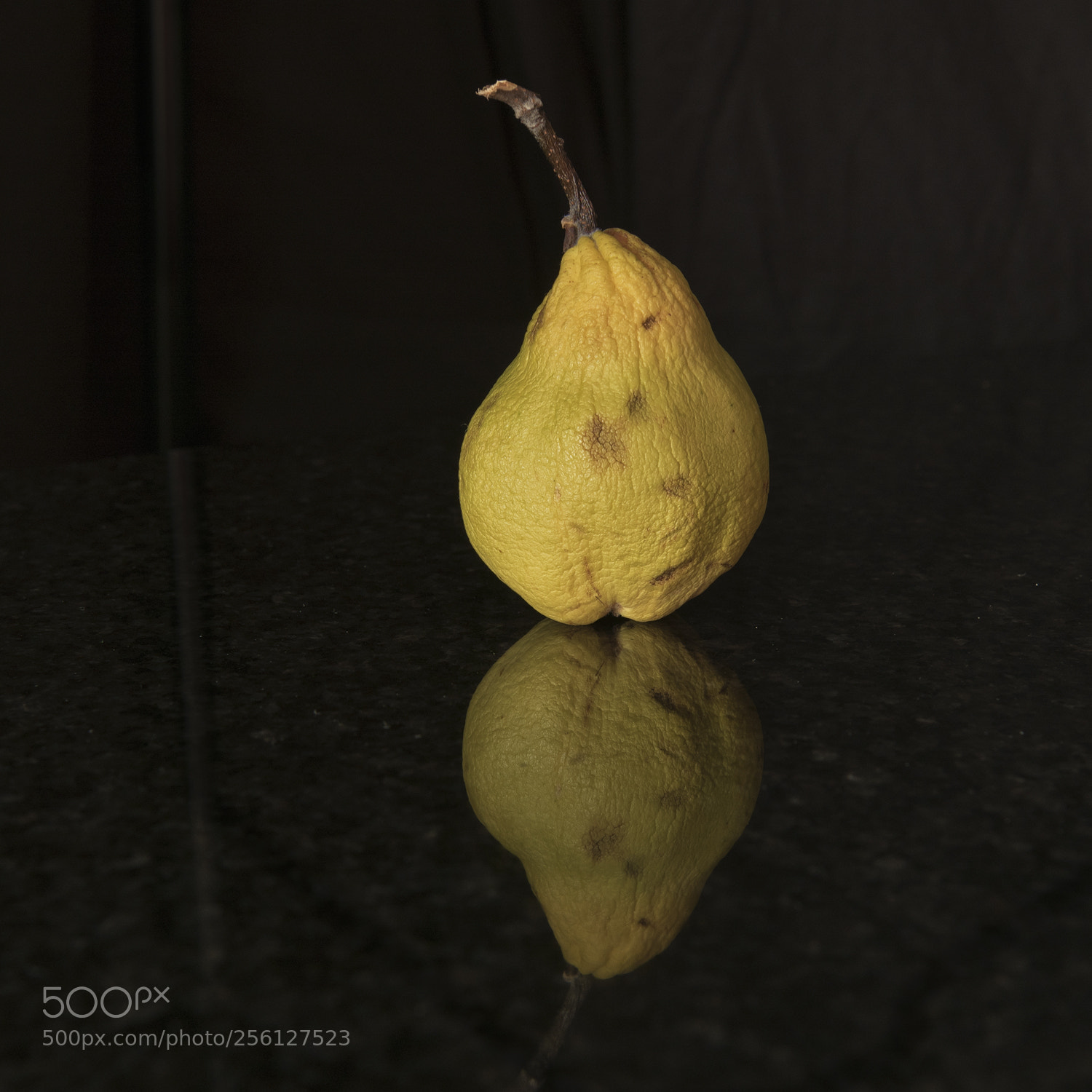 Nikon D750 sample photo. Autumn quince photography