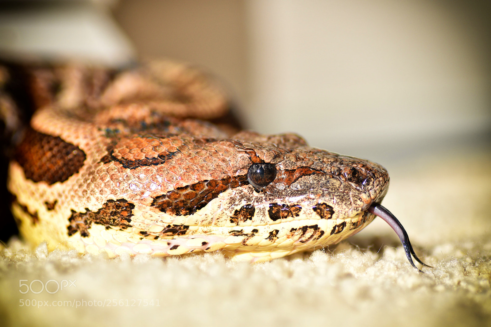 Nikon D5500 sample photo. 35 photography