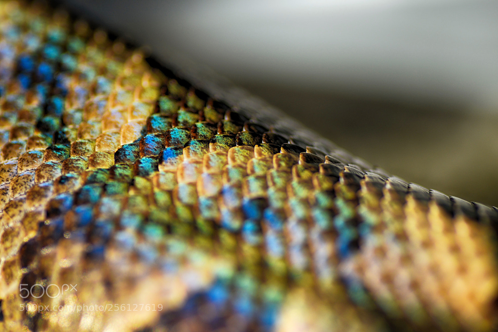 Nikon D5500 sample photo. 36 photography