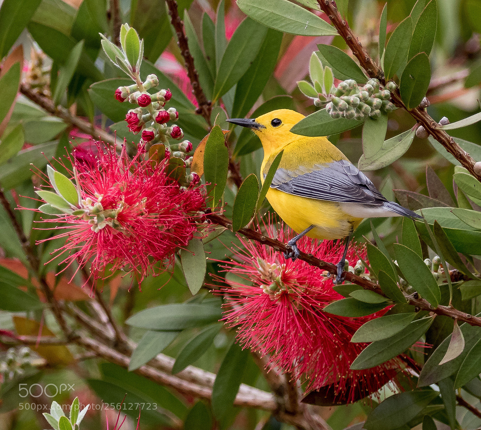 Canon EOS 7D Mark II sample photo. Prothonotary warbler foraging in photography