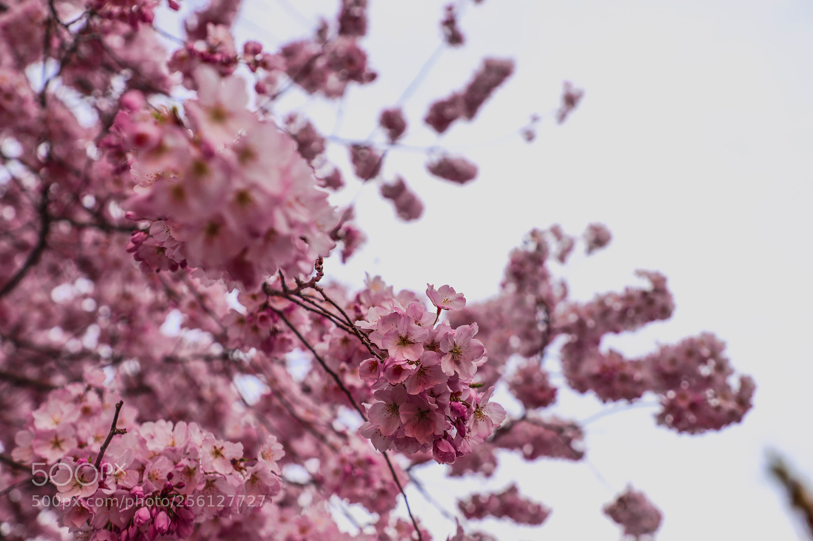 Canon EOS 6D Mark II sample photo. Img photography