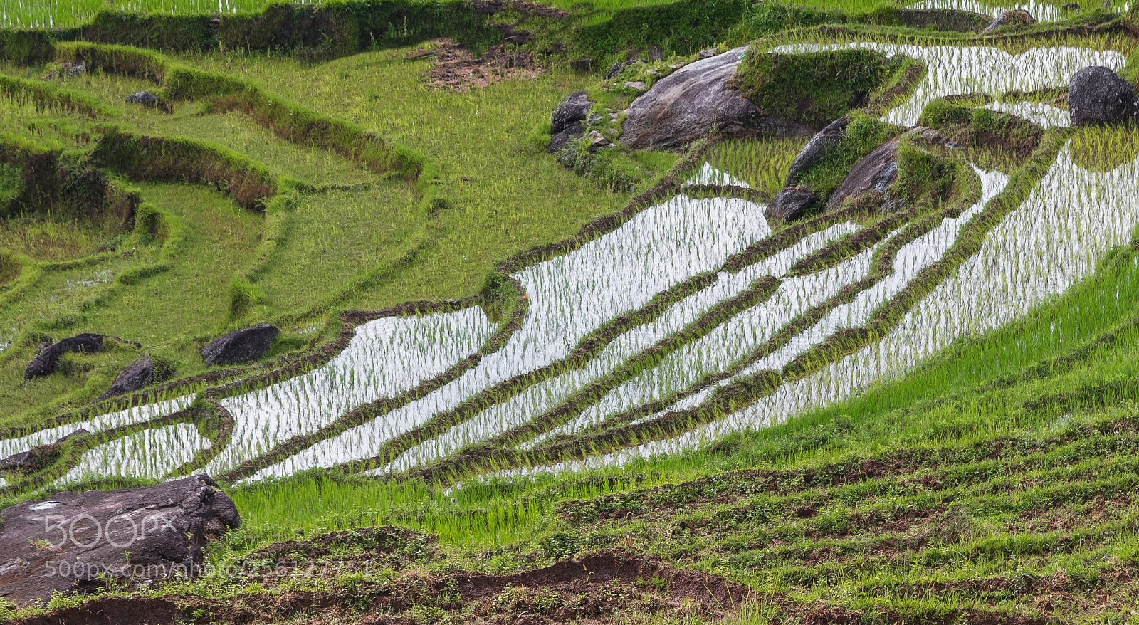 Canon EOS 5D Mark IV sample photo. Rice paddies photography