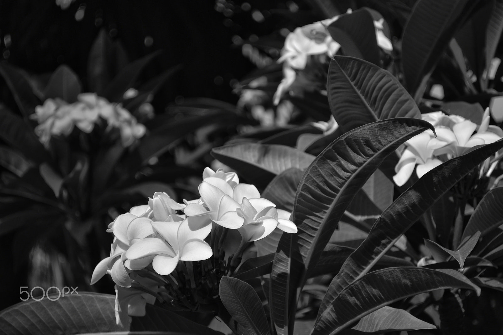 Nikon D5500 sample photo. 37 photography