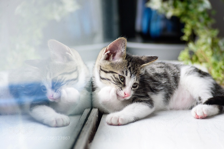 Nikon D750 sample photo. Thinking cat photography