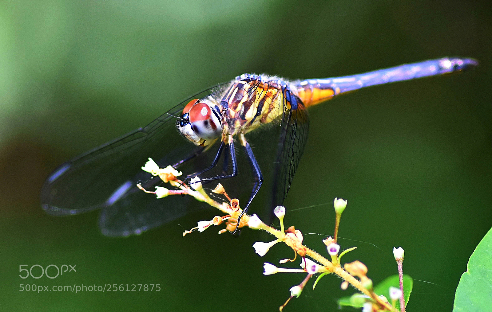 Nikon D7200 sample photo. Mab photography