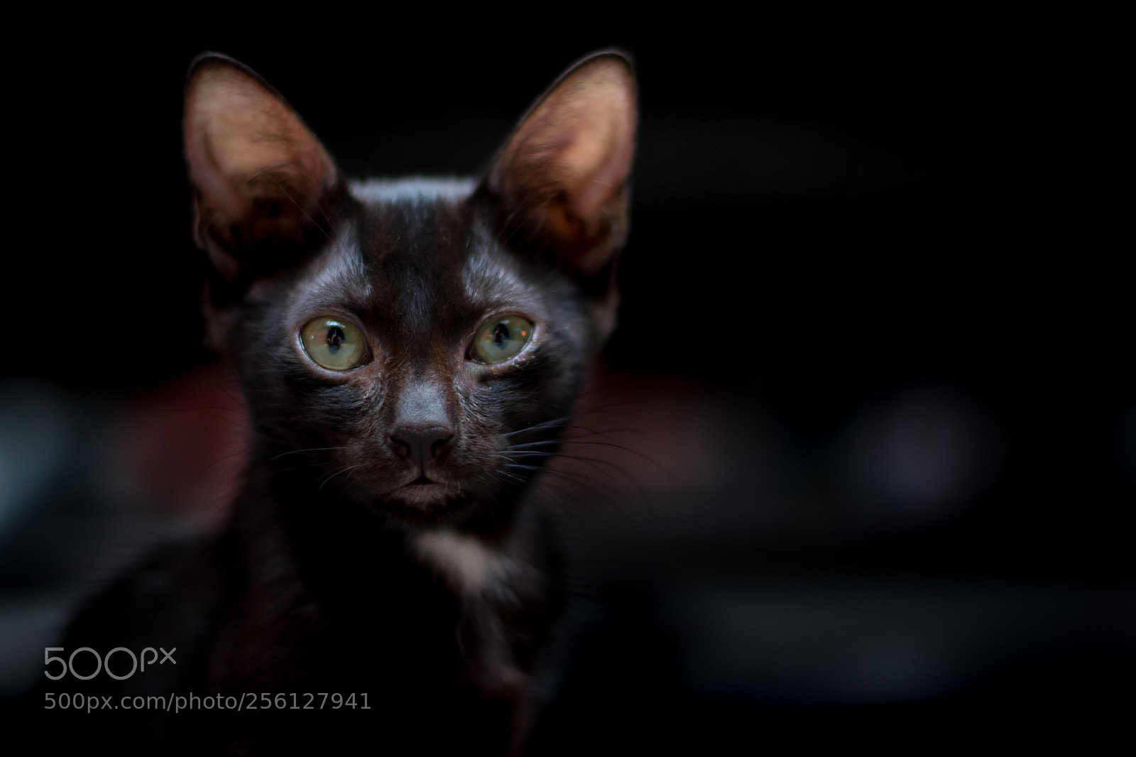Nikon D5500 sample photo. Pusang pinoy photography