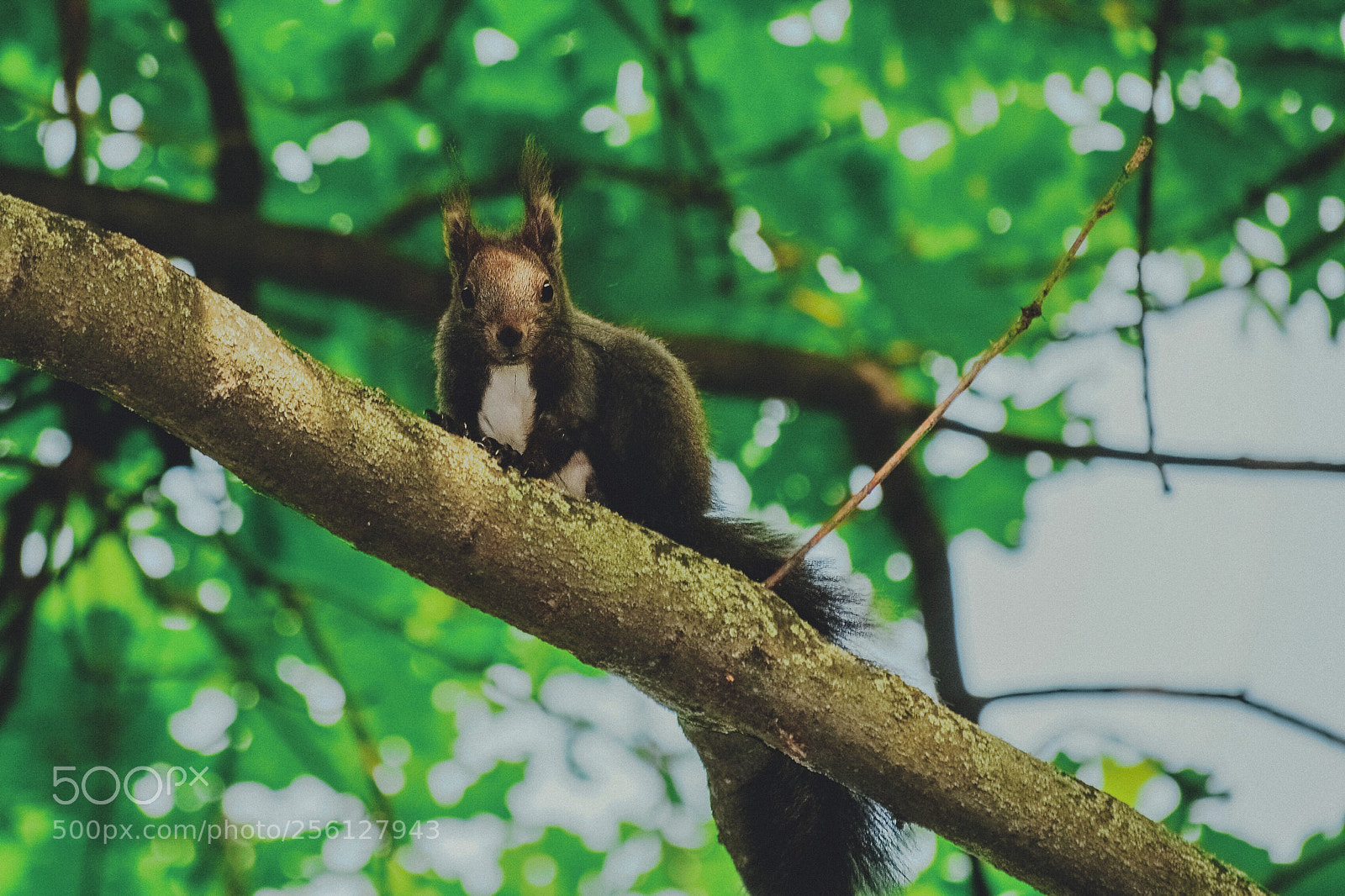 Nikon D300 sample photo. Squirrel photography