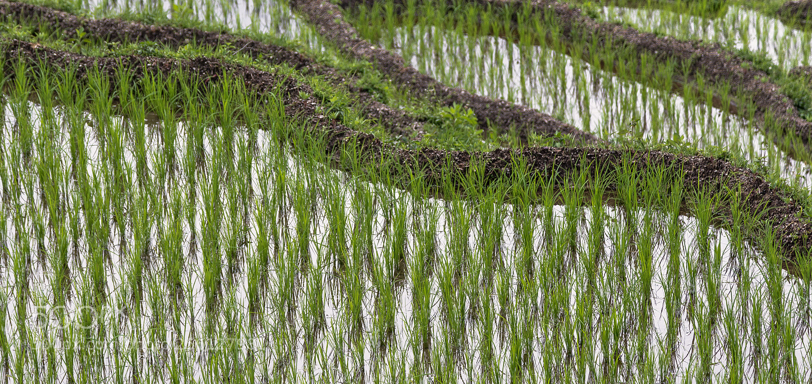 Canon EOS 5D Mark IV sample photo. Rice photography