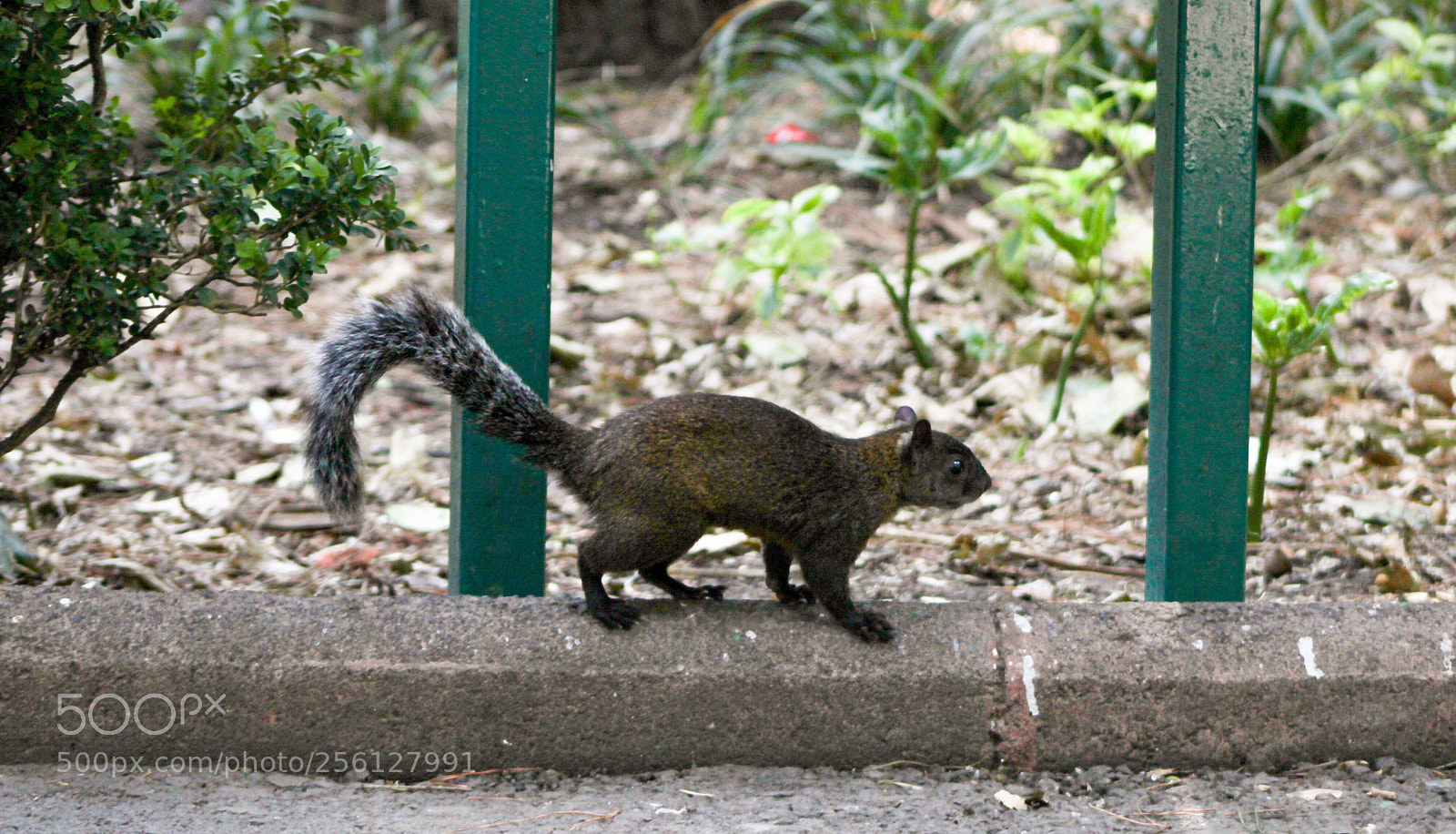 Canon EOS 1200D (EOS Rebel T5 / EOS Kiss X70 / EOS Hi) sample photo. More squirrells photography