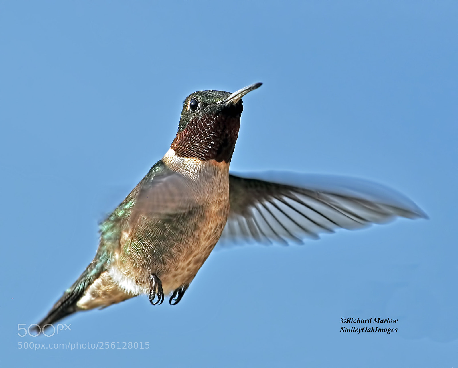 Nikon D5000 sample photo. Hummingbird photography