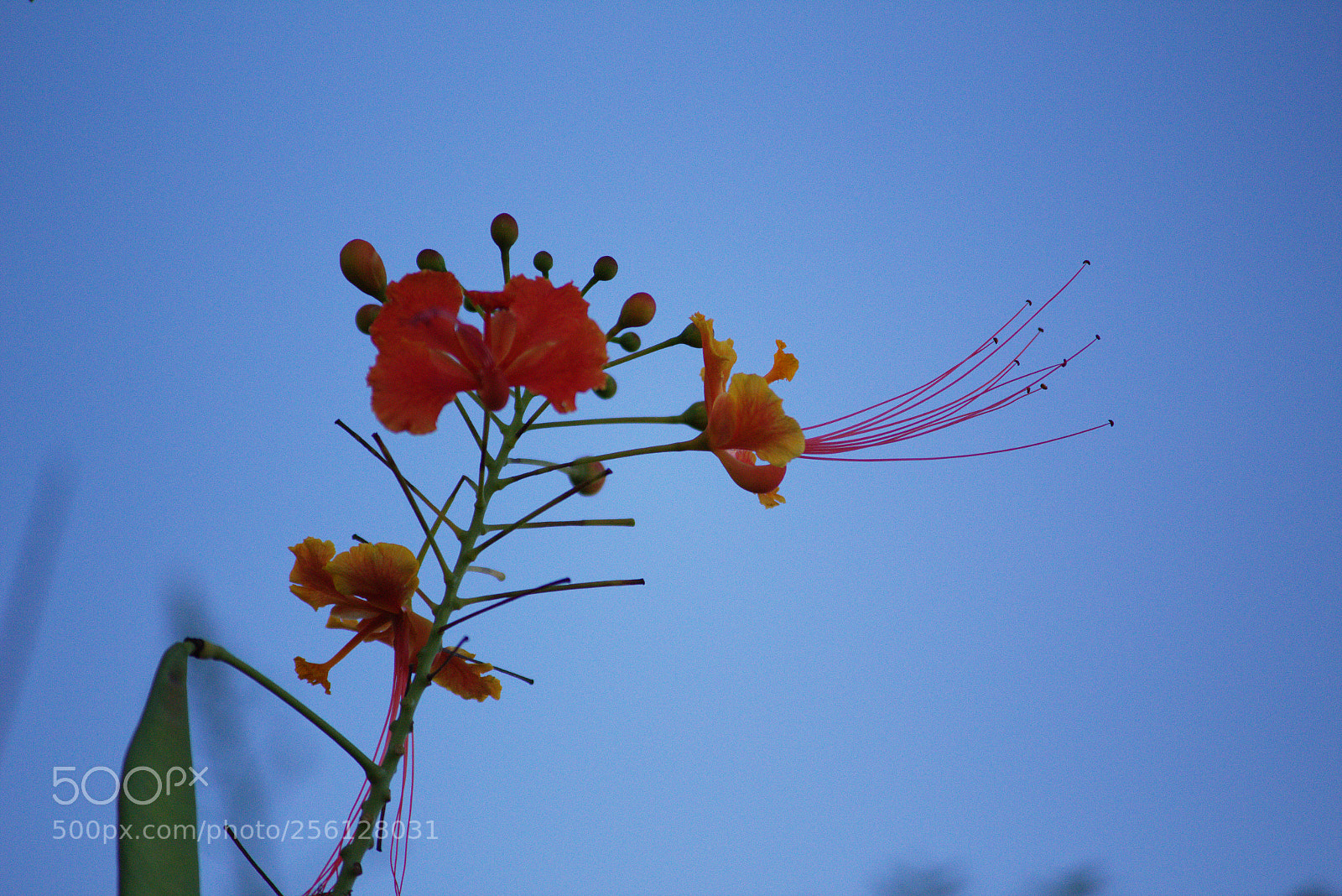 Canon EOS 700D (EOS Rebel T5i / EOS Kiss X7i) sample photo. In blue... photography