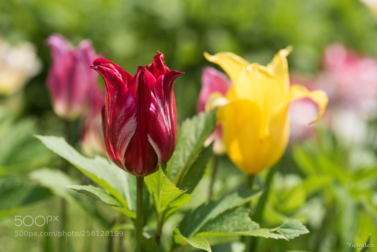 Nikon D750 sample photo. Tulip photography