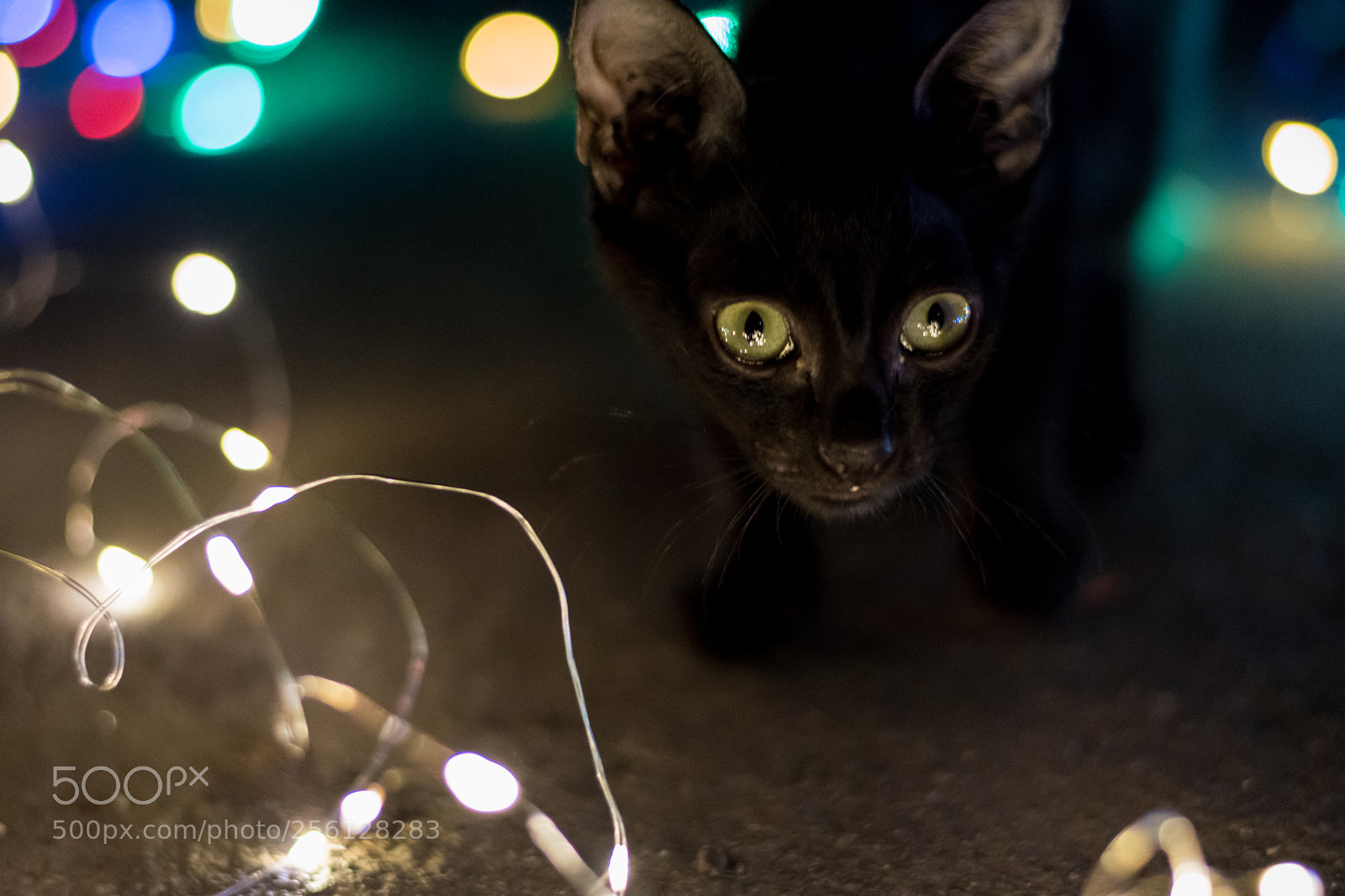 Nikon D5500 sample photo. Pusang pinoy photography