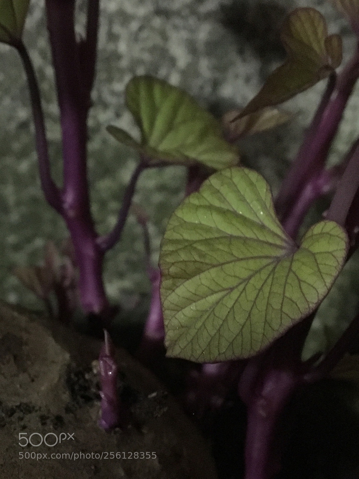 Apple iPhone 6s sample photo. Untitled photography