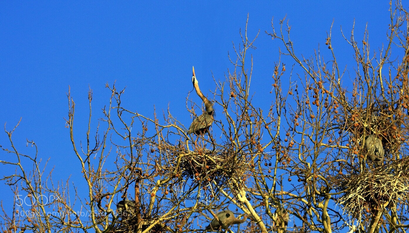 Canon EOS 7D Mark II sample photo. Great blue heron photography