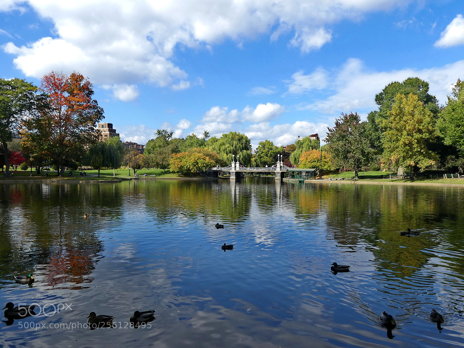 Panasonic Lumix DMC-FZ300 sample photo. Boston public garden photography