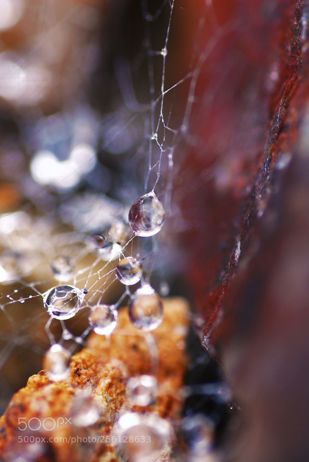 Nikon D60 sample photo. 44 photography