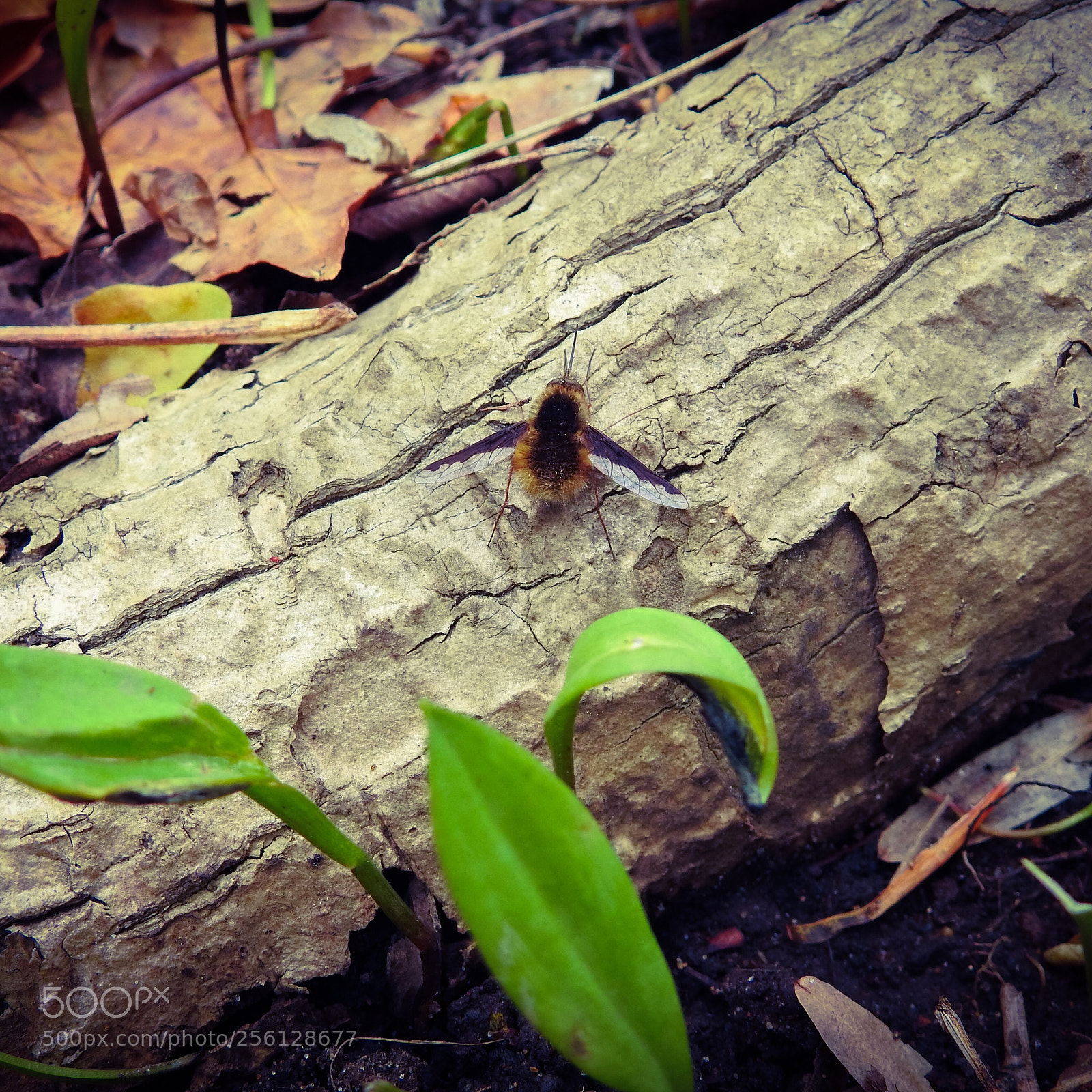 Nikon Coolpix P900 sample photo. A small discovery photography