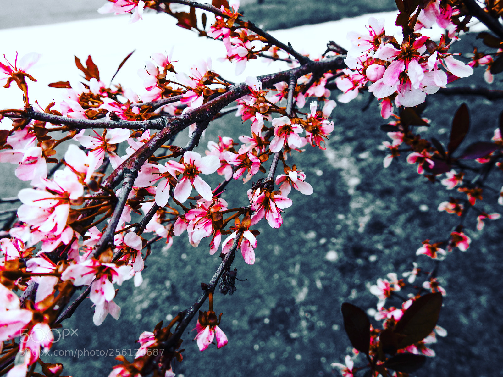 Nikon Coolpix P900 sample photo. A sign of spring photography