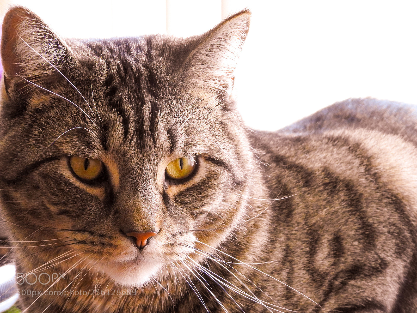 Nikon Coolpix P900 sample photo. Un chat! photography