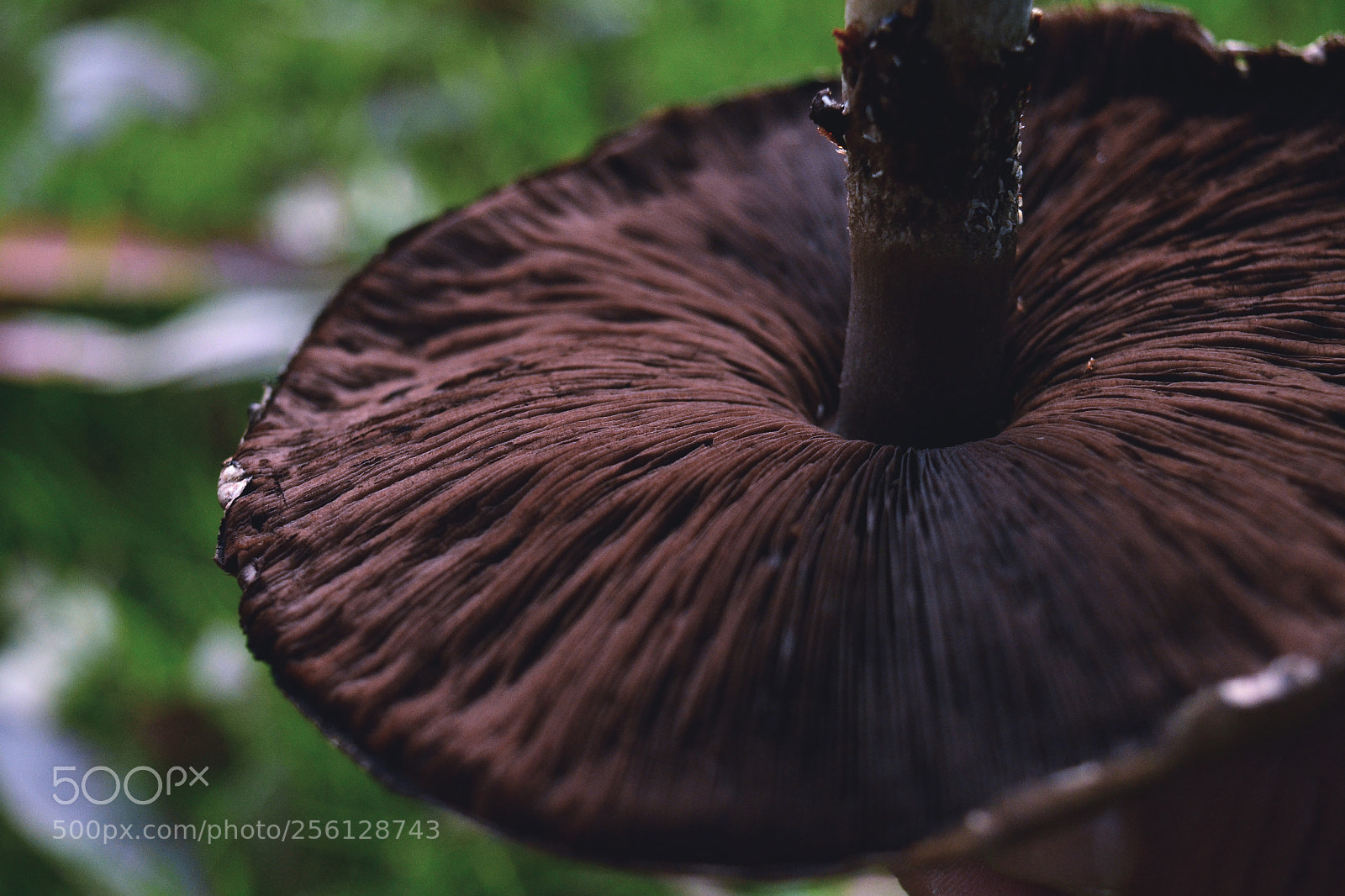 Nikon D3100 sample photo. Untitled photography