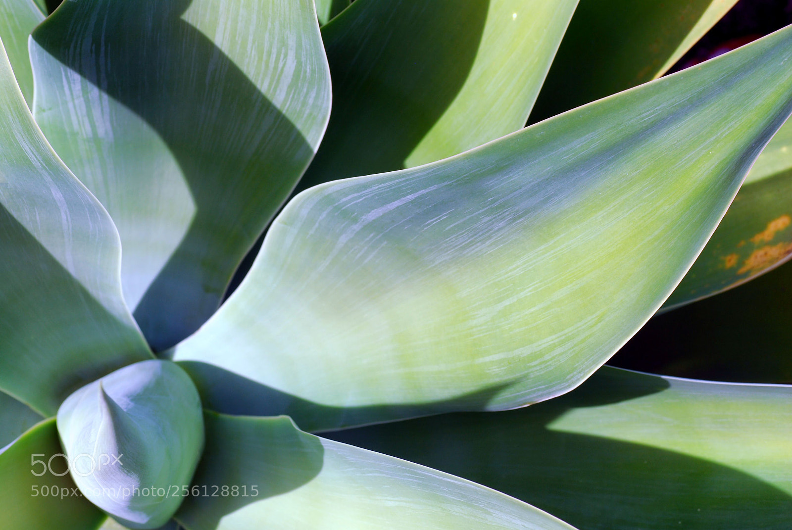 Nikon D60 sample photo. 46 photography
