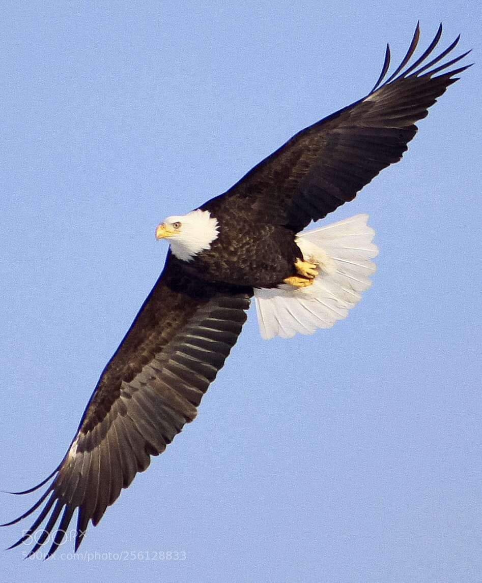 Canon EOS 50D sample photo. Bald eagle photography