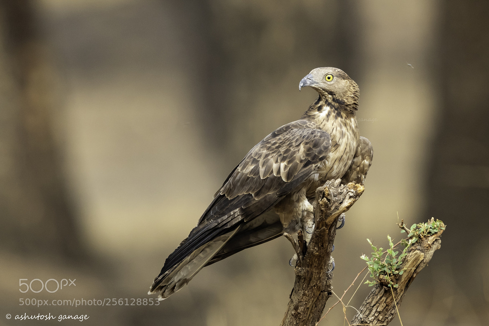Canon EOS 7D Mark II sample photo. Oriental honey buzzard photography
