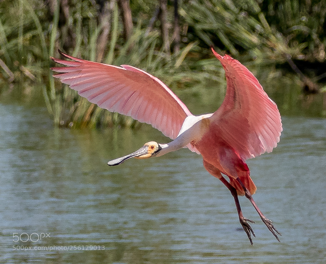 Canon EOS 7D Mark II sample photo. Roseate spoonbill landing near photography