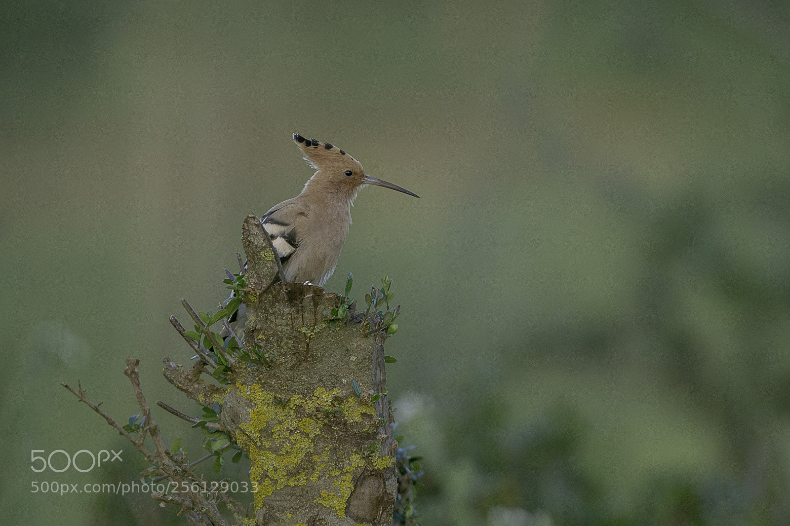 Nikon D500 sample photo. Birds photography