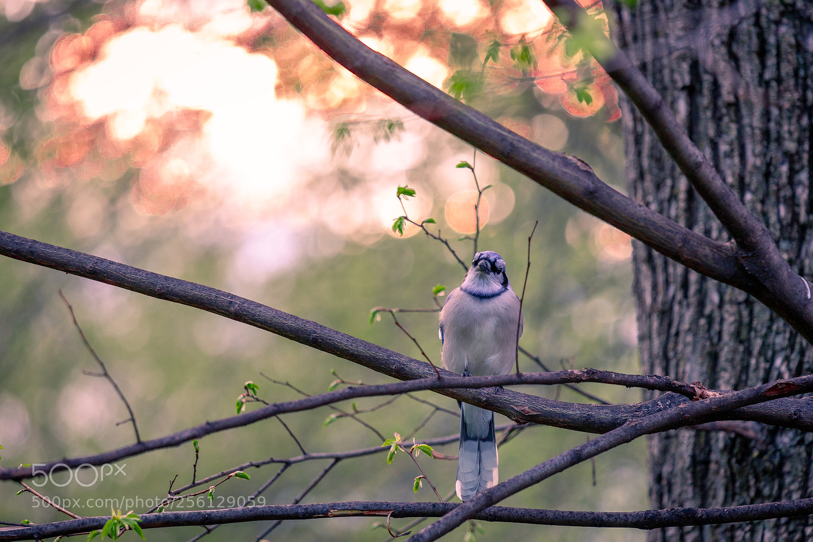 Canon EOS 6D Mark II sample photo. Spring in new york photography