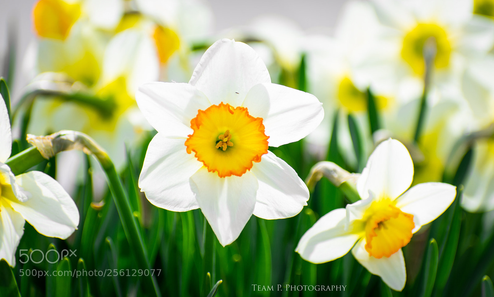 Nikon D3400 sample photo. The garden photography