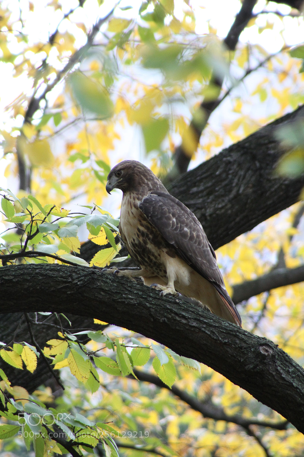 Canon EOS 50D sample photo. New york and boston photography