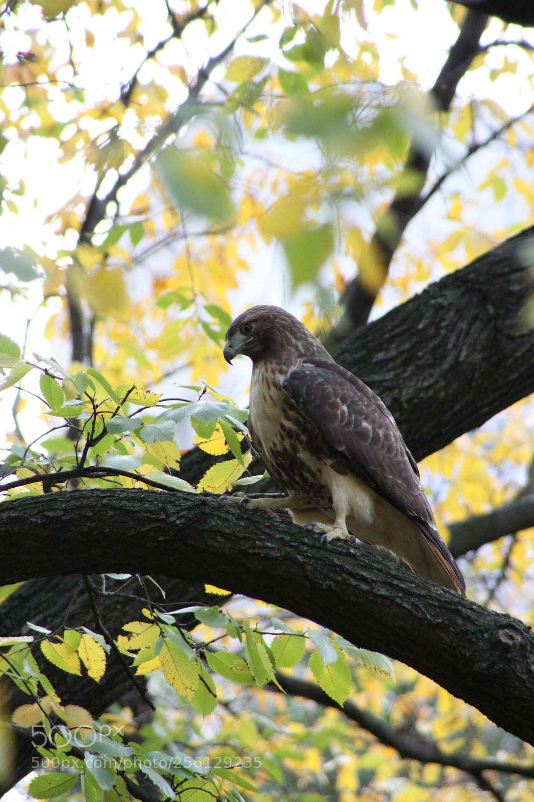 Canon EOS 50D sample photo. New york and boston photography