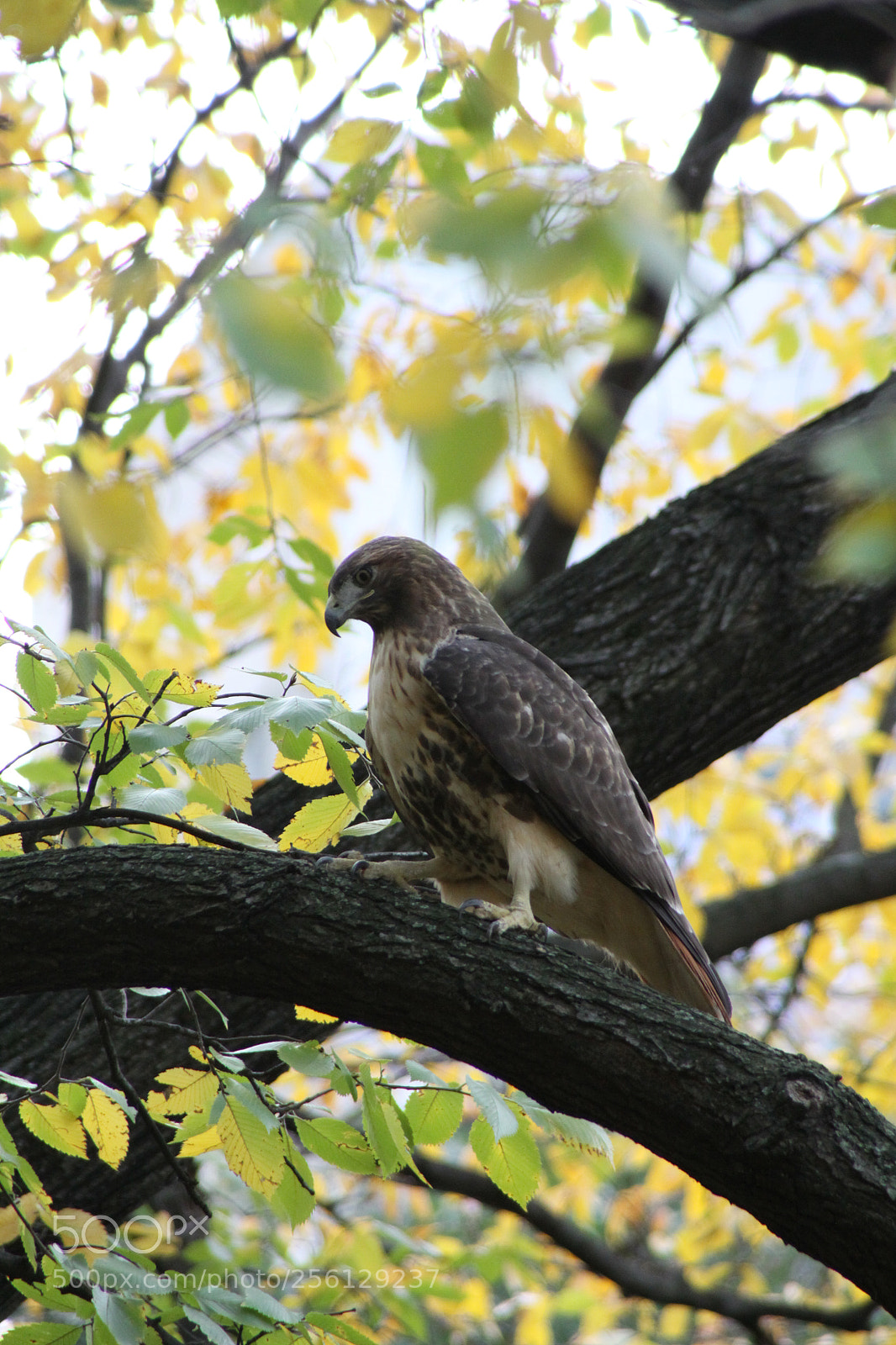 Canon EOS 50D sample photo. New york and boston photography