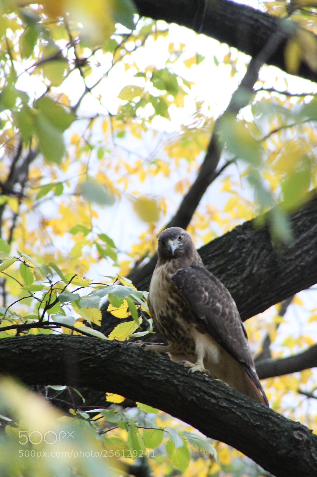 Canon EOS 50D sample photo. New york and boston photography