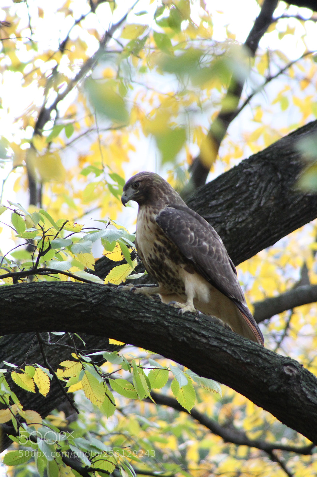 Canon EOS 50D sample photo. New york and boston photography