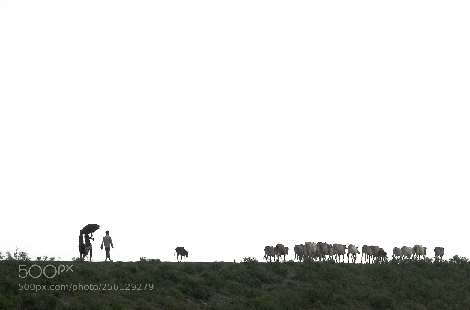 Canon EOS 5D Mark IV sample photo. Moving the cattle photography