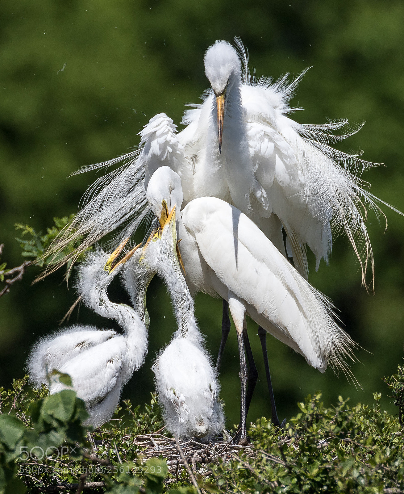 Canon EOS 7D Mark II sample photo. Great egret family at photography