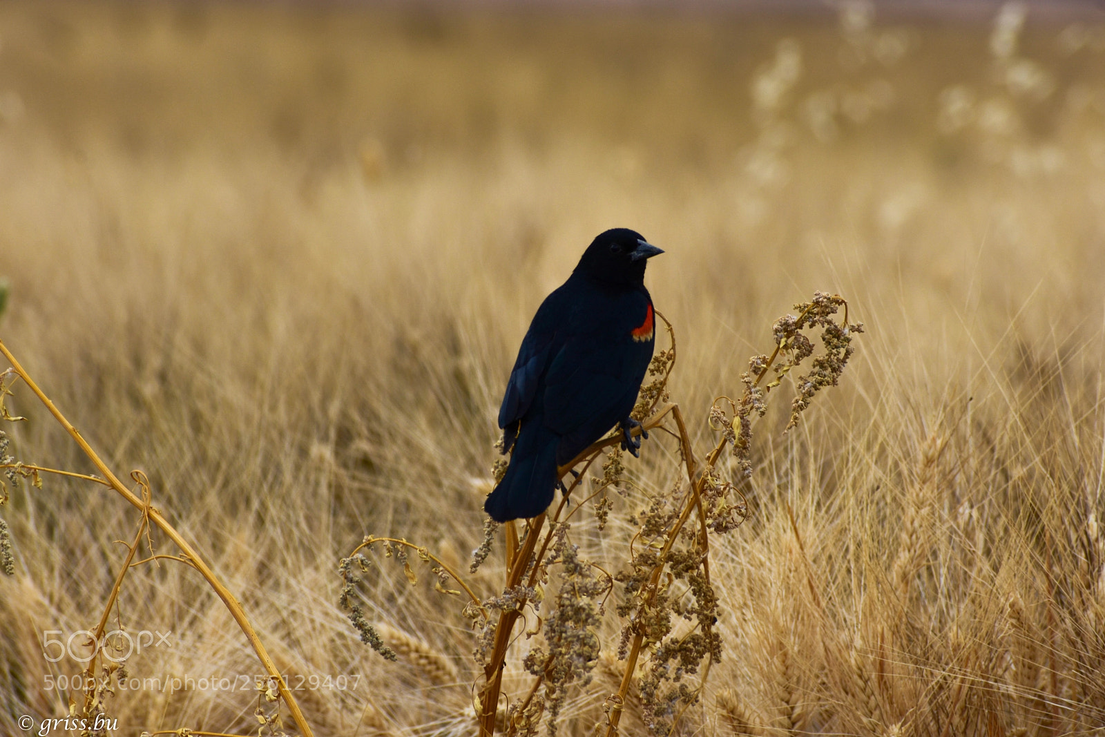 Nikon D3400 sample photo. "el mirlo.... photography