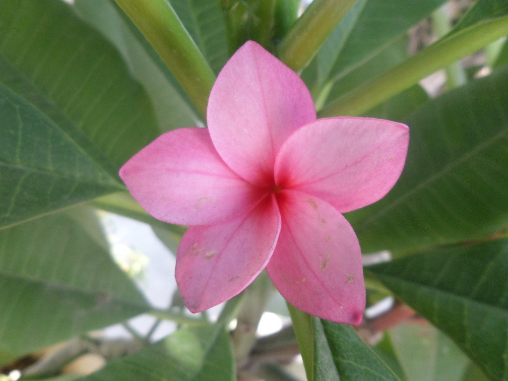 Samsung WB30F/WB31F/WB32F sample photo. Defecto. photography
