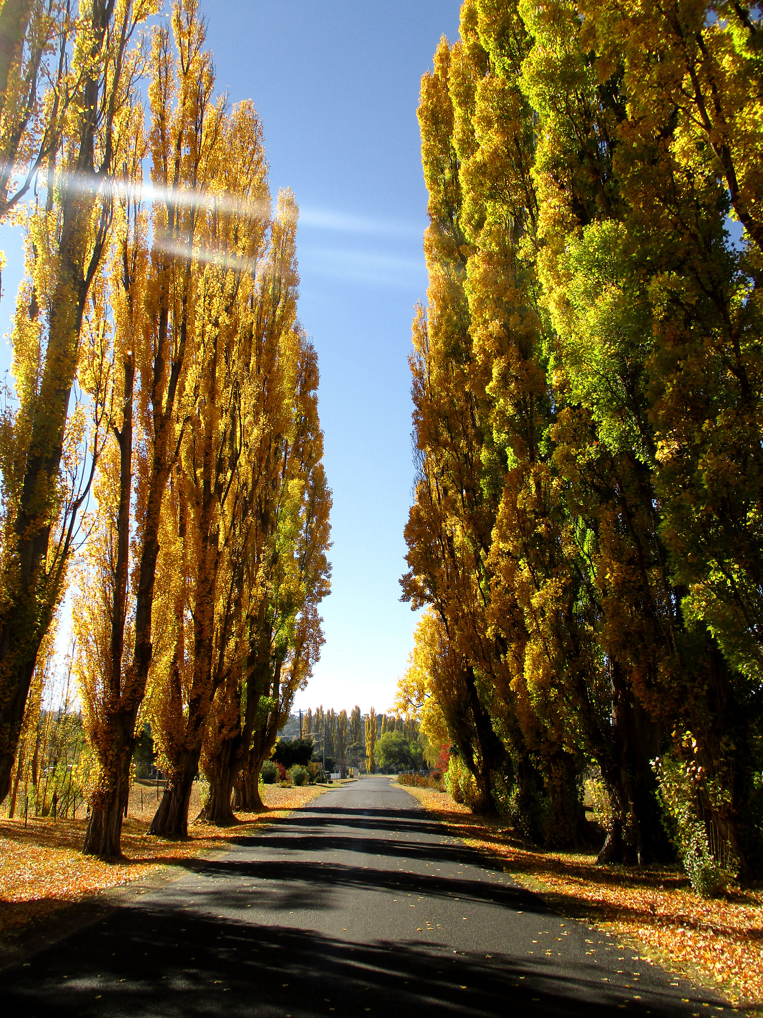 Canon IXUS 185 sample photo. Autumn path photography