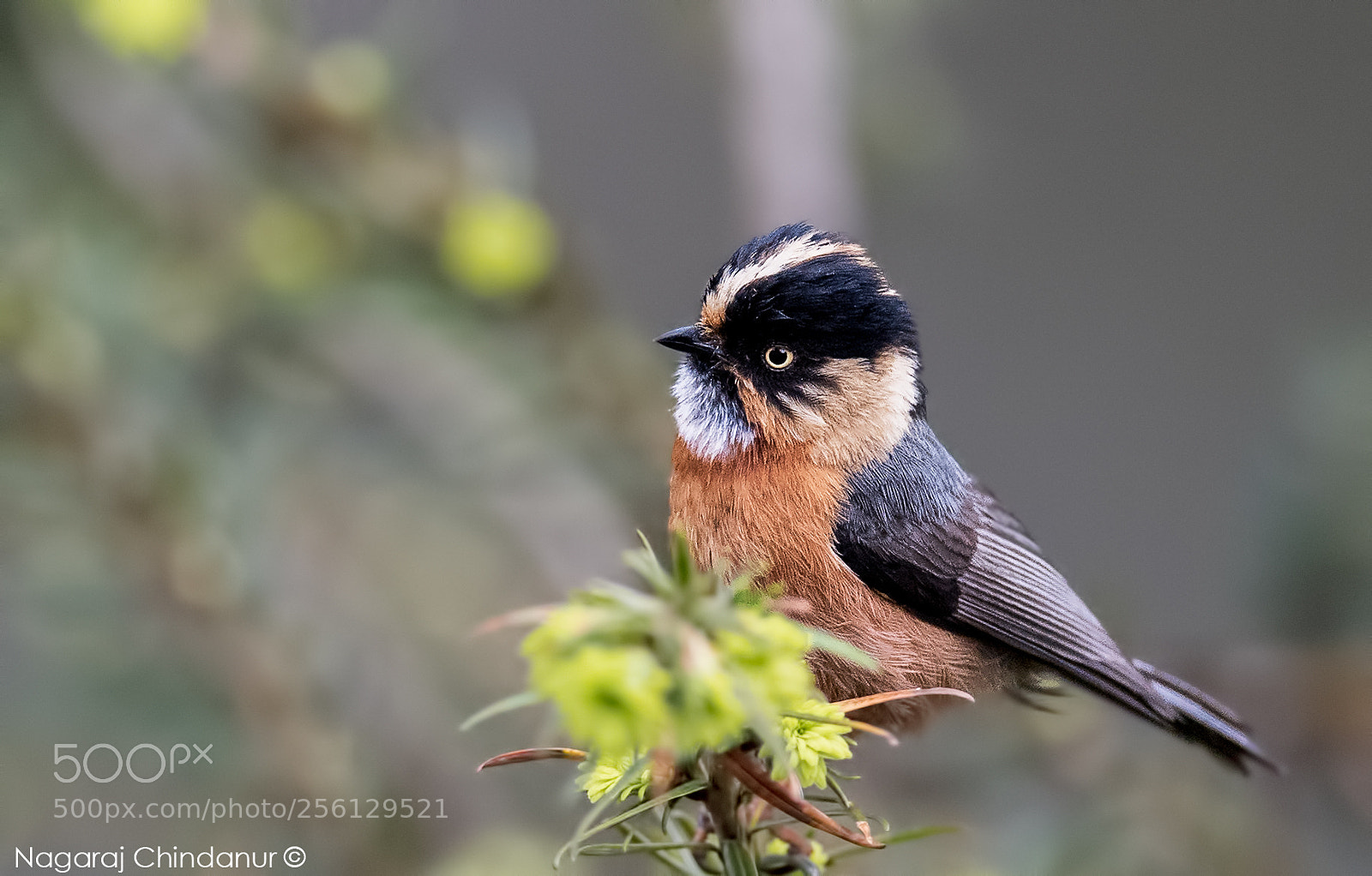 Nikon D5 sample photo. Rufous bellied fulvetta photography